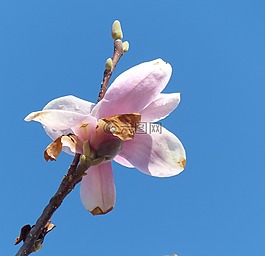 玉蘭,開花,春天