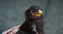 猛禽,鷙鳥(niǎo),條例草案