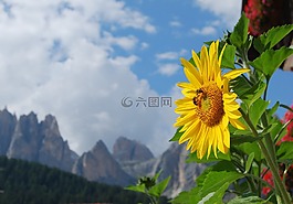 向日葵,阿爾卑斯山,白云巖