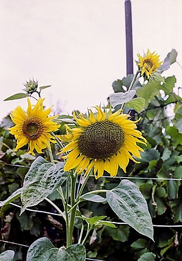 向日葵,夏天,黃色