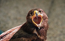 猛禽,鷙鳥(niǎo),條例草案
