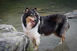 狗,牧羊犬,純種狗