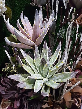 蘆薈,植物,綠色