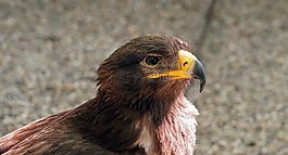 猛禽,鷙鳥(niǎo),條例草案