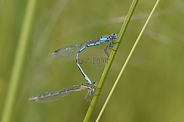 蜻蜓,男性,昆蟲(chóng)