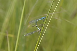 蜻蜓,男性,昆蟲(chóng)