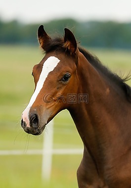 馬駒,馬,可愛