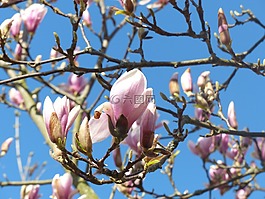 玉蘭,開花,芽
