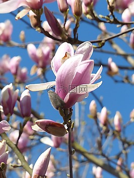 玉蘭,開花,芽