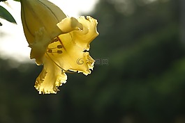 金杯花,像喇叭,像奬杯
