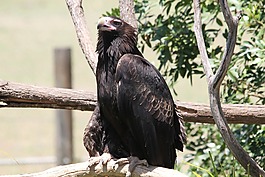 鷙鳥(niǎo),鳥(niǎo),猛禽