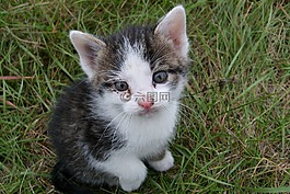 年轻的小猫,性质,动物