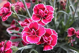石竹,花,粉紅色