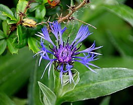 花,藍(lán)色,植物區(qū)系