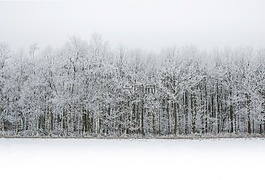 白,雪,森林