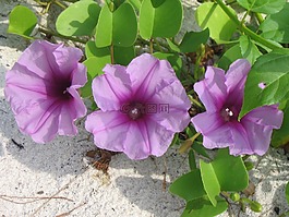 getfotsipomea,海滩花,沙堤