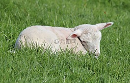 deichschaf,羔羊,羊