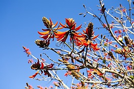 晚間,花,自然