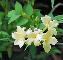 茉莉花,香,花