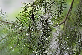 雨滴,啟動畫面,葉子