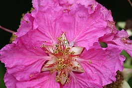 花,粉紅色,森林