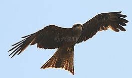 鳥(niǎo),鷙鳥(niǎo),飛行