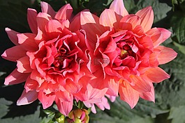 嬌琴紗,花,開花