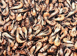 crangon crangon,沙虾,海滩虾