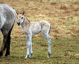 konik馬,駒,海馬