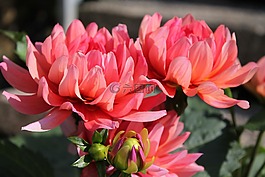 嬌琴紗,花,開花