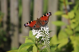 loosestrife,花,开花