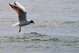 嘴鷗,海鷗,飛行