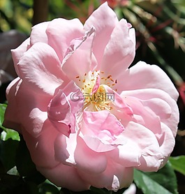 花,玫瑰,開花