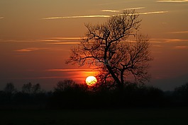 日落,樹,abendstimmung