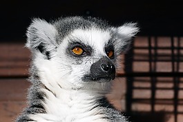 環(huán)尾狐猴,狐猴,哺乳動(dòng)物