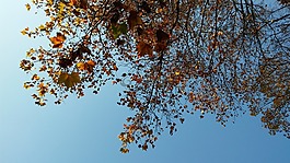 樹,葉,秋