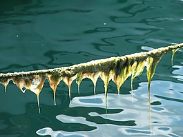 海藻,苔,繩子