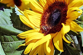 太陽(yáng)花,花,鮮花
