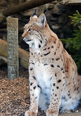 lynx,野生動物,哺乳動物