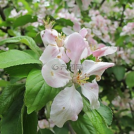 蘋果,開花,白
