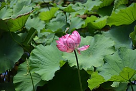 花,百合,水