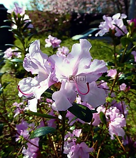 杜鹃花盛开,粉红色,春天