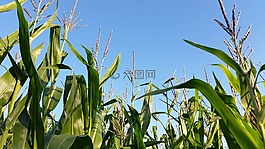 麦田,单养,景观