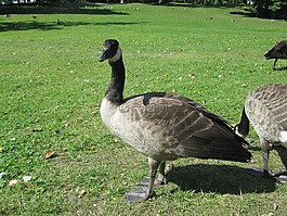 branta,黄花,加拿大