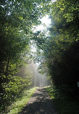 森林,太陽,景觀
