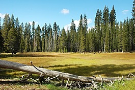 景區(qū),景觀,草甸