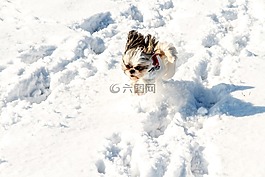 雪,狗,寵物