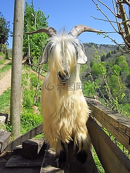 山羊,rize,kaçkar