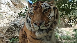 虎,野生動物,貓科動物