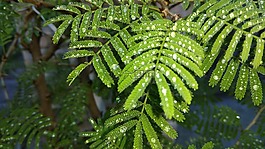 prosopis,雨,綠色